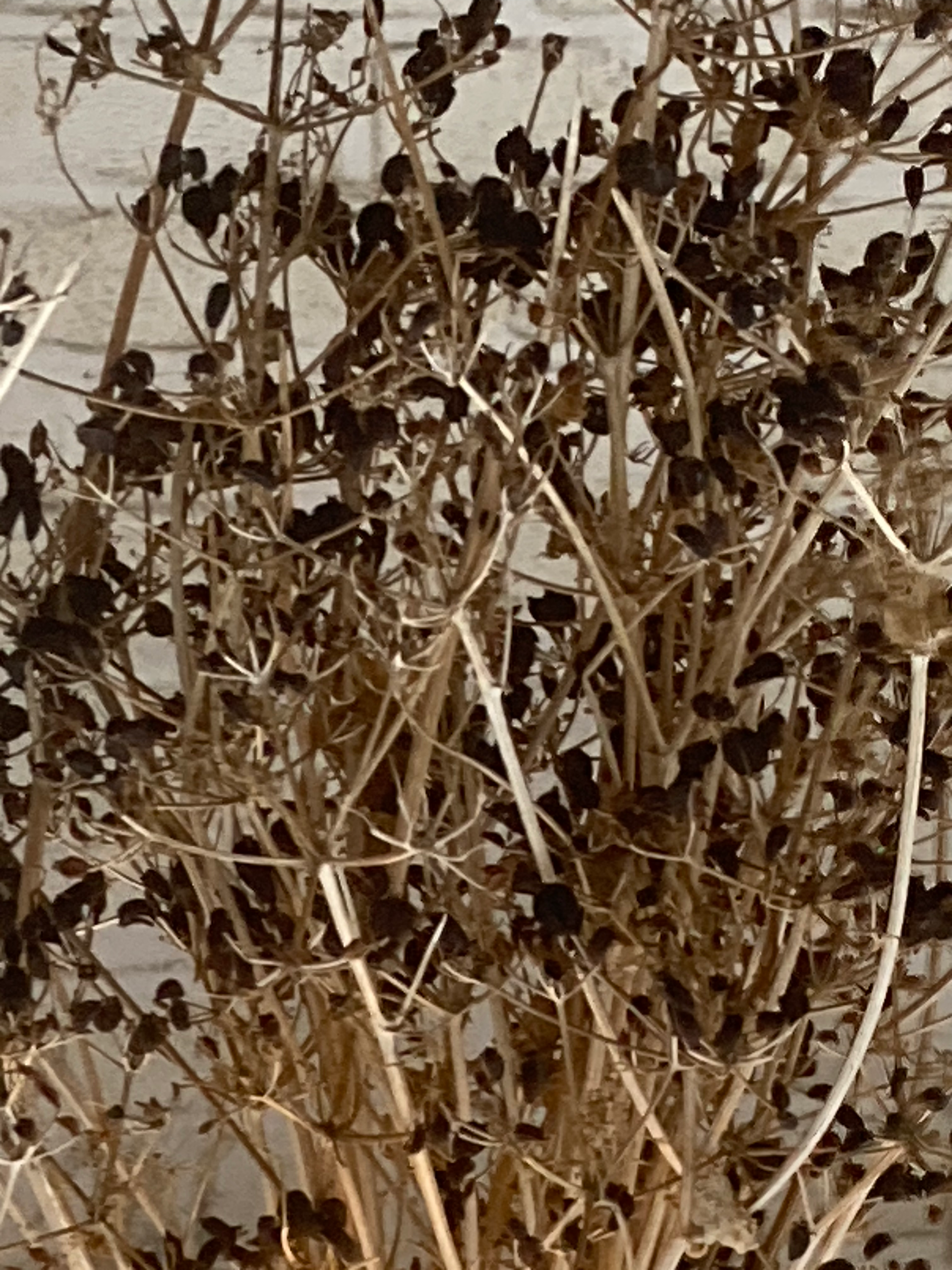 Gedroogde bruine plant met donkere bladeren tegen een lichte achtergrond.