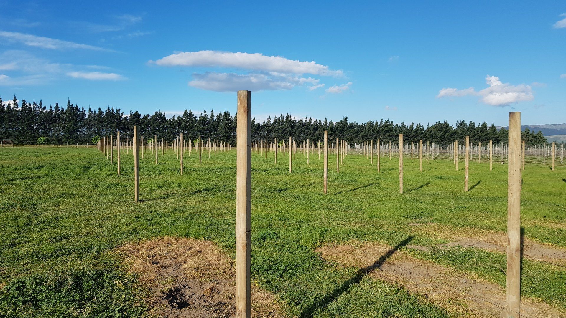 Vineyard post driving.