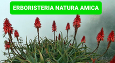 Erboristeria Natura Amica Logo
