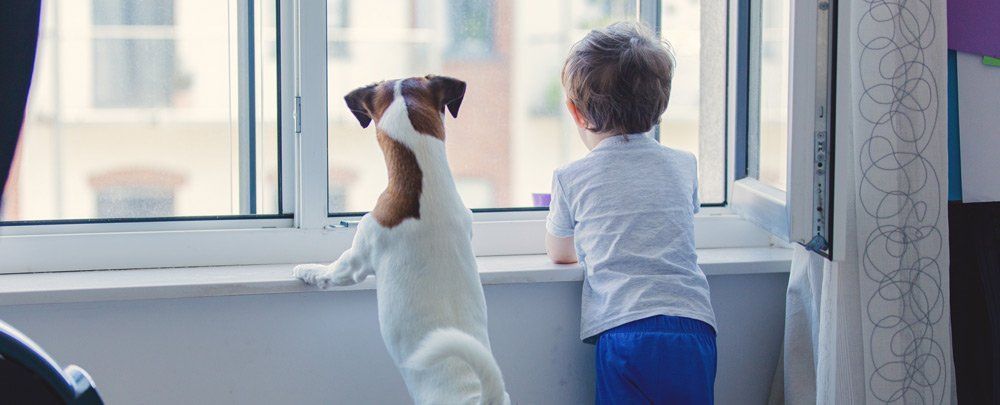 Dog and child look out the window together. The dog is white and brown, the child wears blue pants.