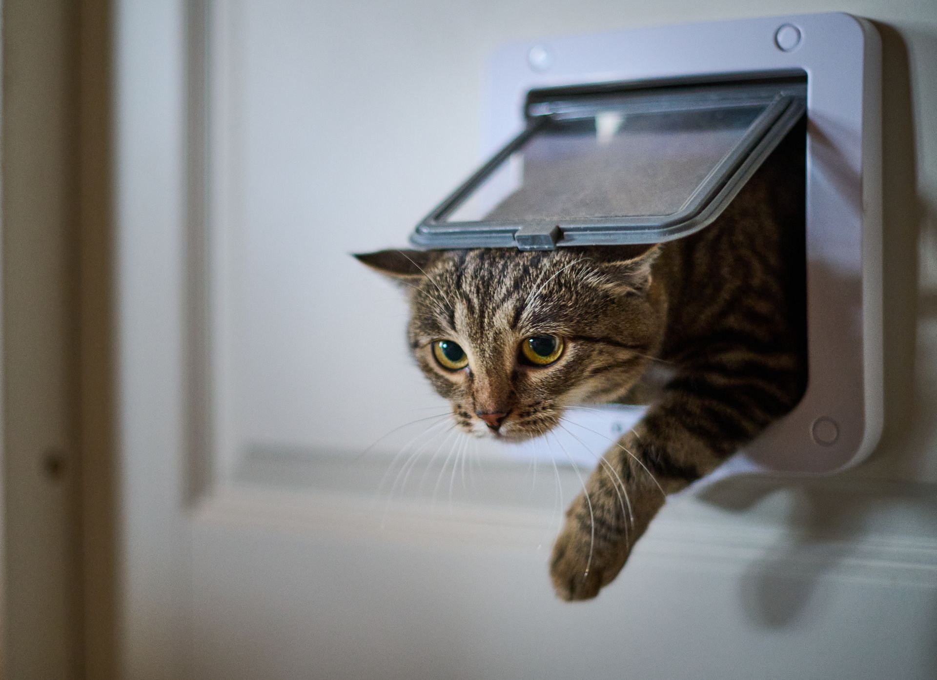 Cat peeking through a white pet door, reaching with a paw, indoors.