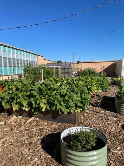 A garden with lots of plants and a greenhouse in the background.