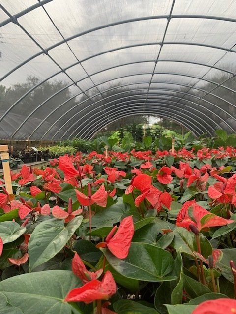 Anthurium Flower — Coconut Creek, Fl — Leserra's Nursery