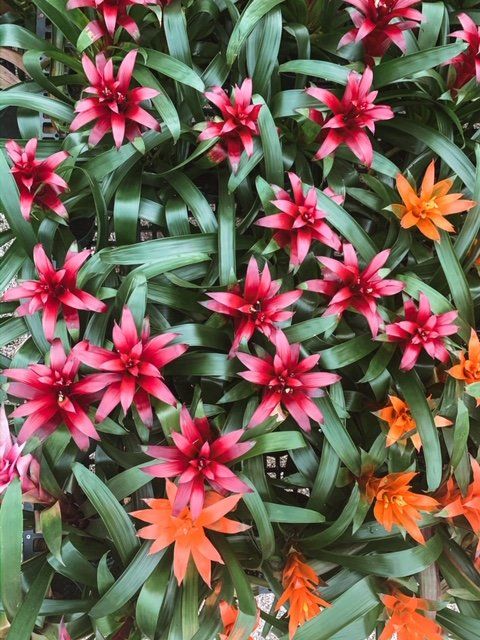 Red Flowers — Coconut Creek, Fl — Leserra's Nursery