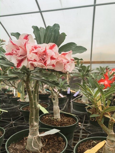 Flowers in Pot — Coconut Creek, Fl — Leserra's Nursery