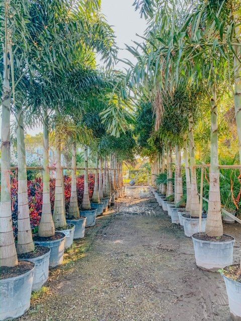 A Row of Palm Trees — Coconut Creek, Fl — Leserra's Nursery