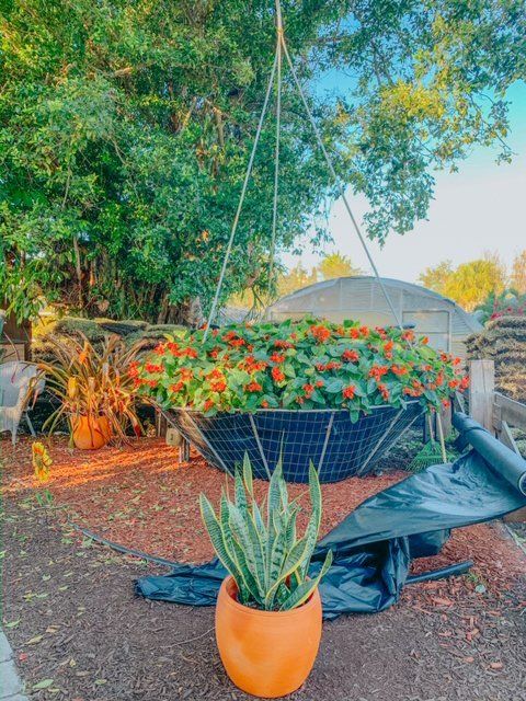 Hang Flower Pots — Coconut Creek, Fl — Leserra's Nursery