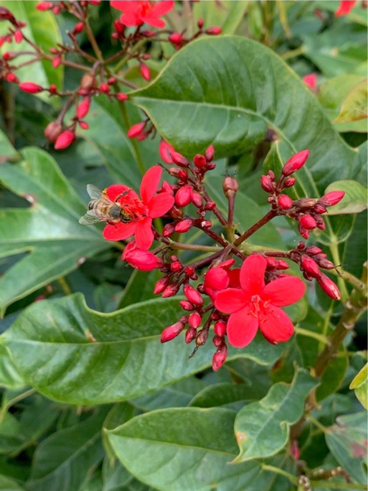 Jatropha Flower — Coconut Creek, Fl — Leserra's Nursery