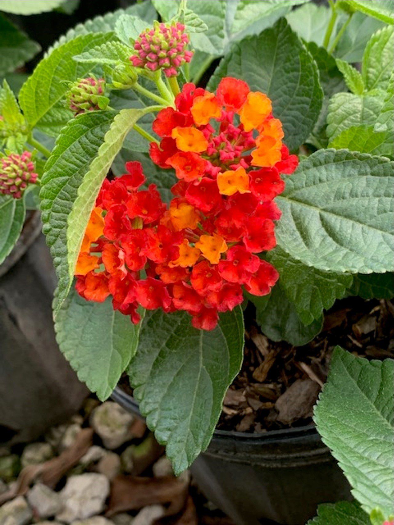 Lantana Flower — Coconut Creek, Fl — Leserra's Nursery
