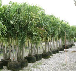 Palm Tree — Coconut Creek, Fl — Leserra's Nursery