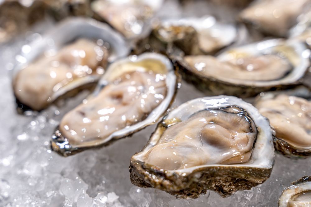 Fresh Oysters On Ice — Swifty's Lismore Seafood Market In Lismore, NSW