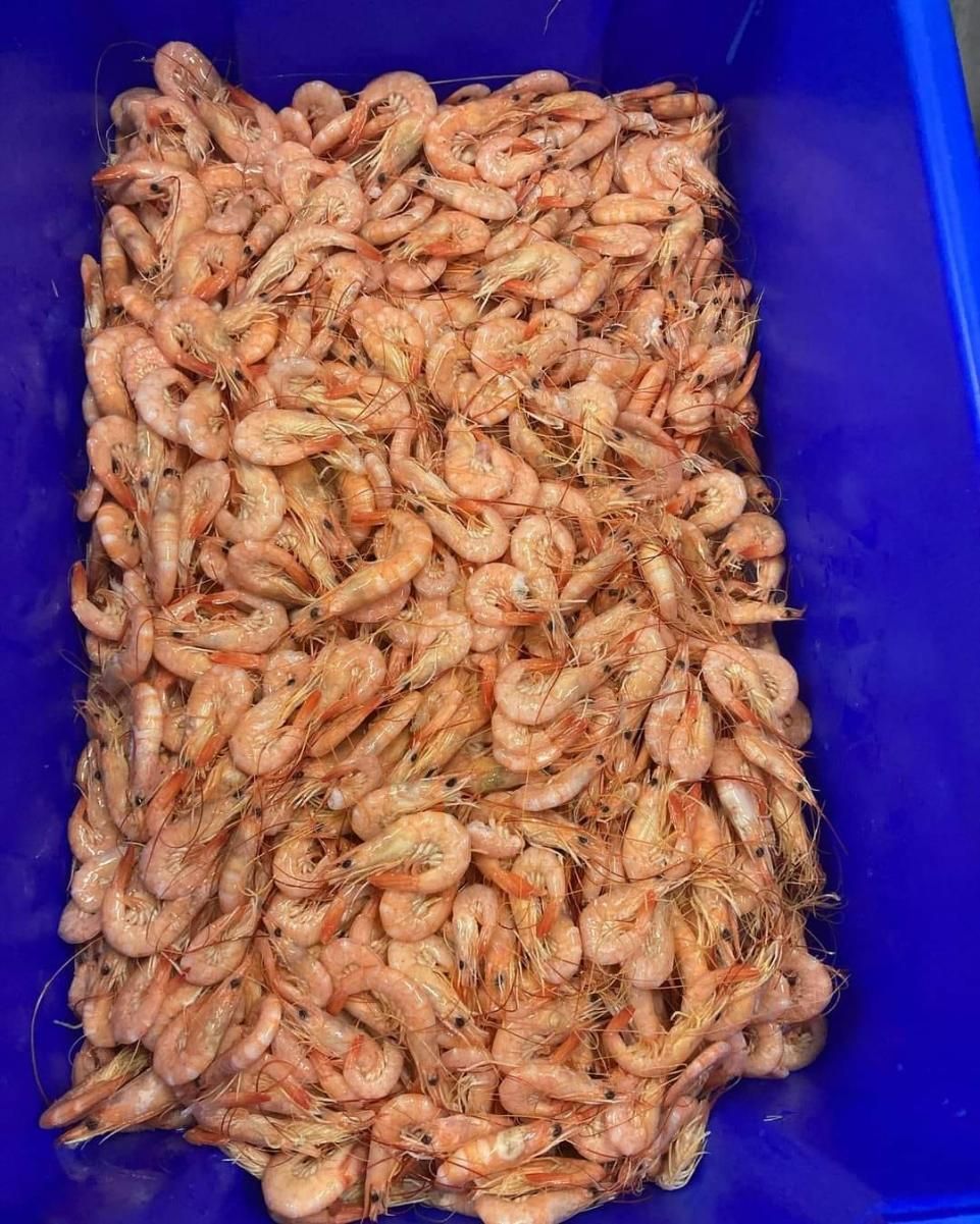 Blue Container Filled With Prawns — Swifty's Lismore Seafood Market In Lismore, NSW