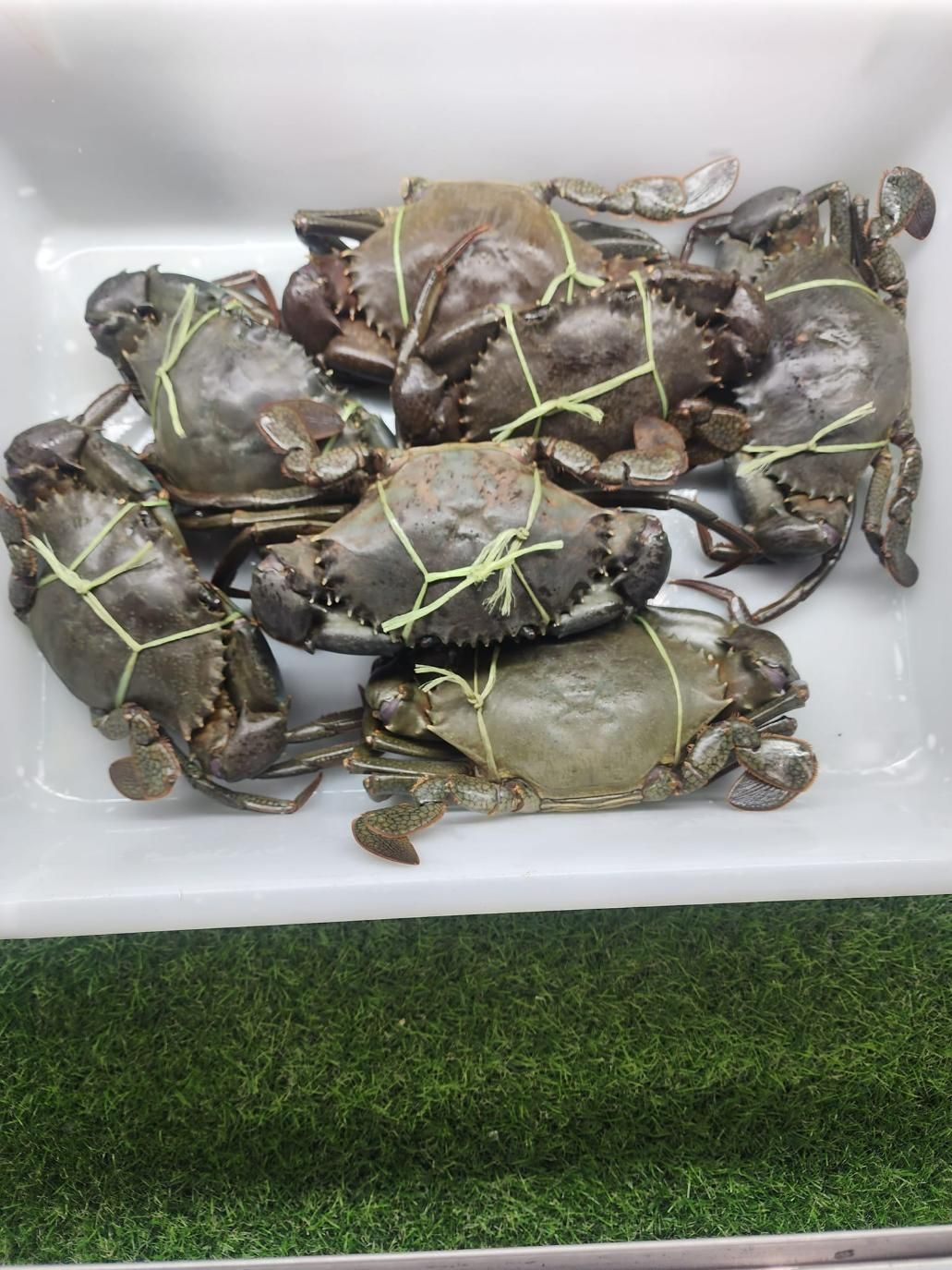 White Tray Filled With Crabs — Swifty's Lismore Seafood Market In Lismore, NSW