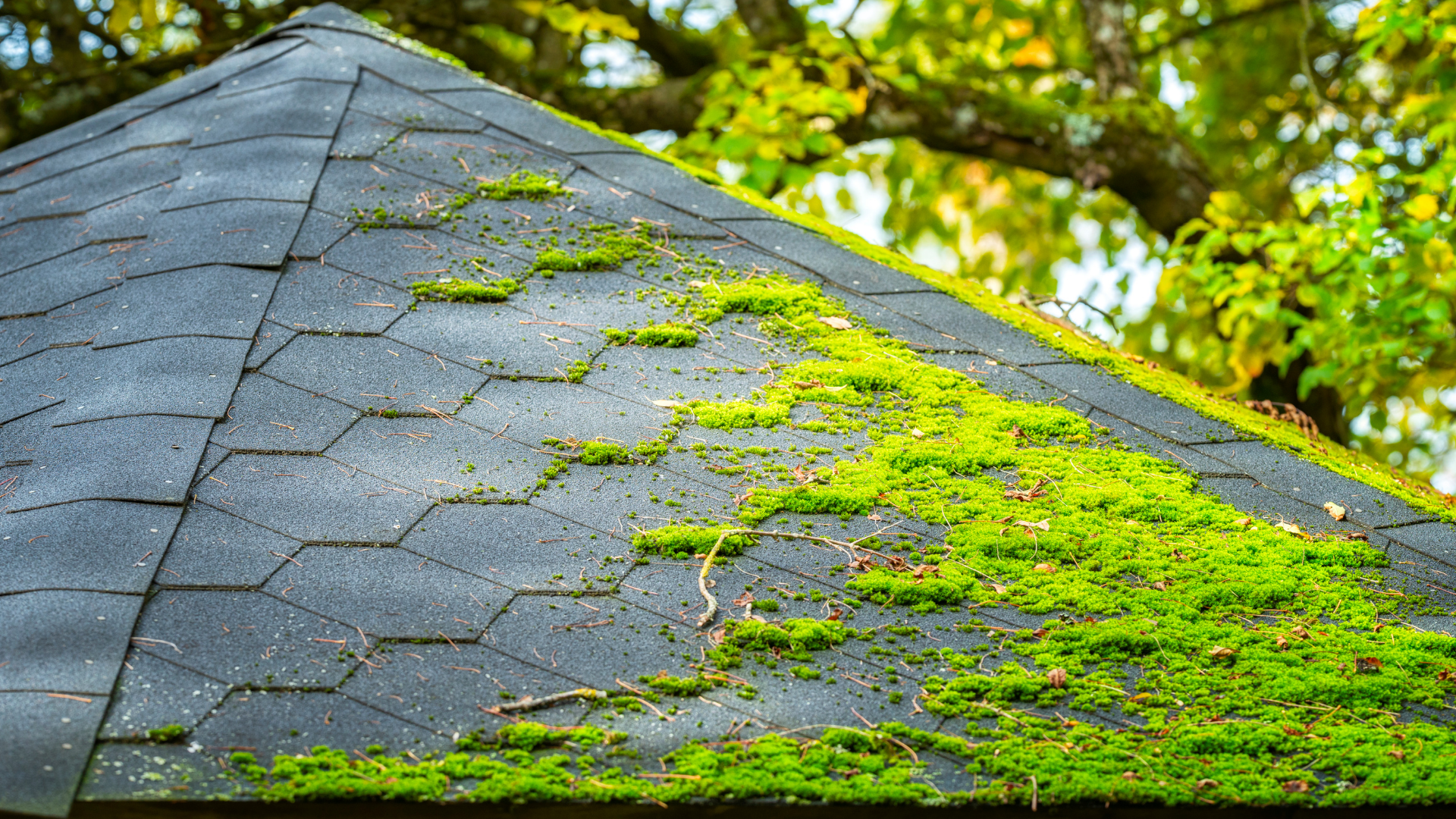 A close-up of a shingled roof partially covered in vibrant green moss, with tree branches visible in the blurred background.