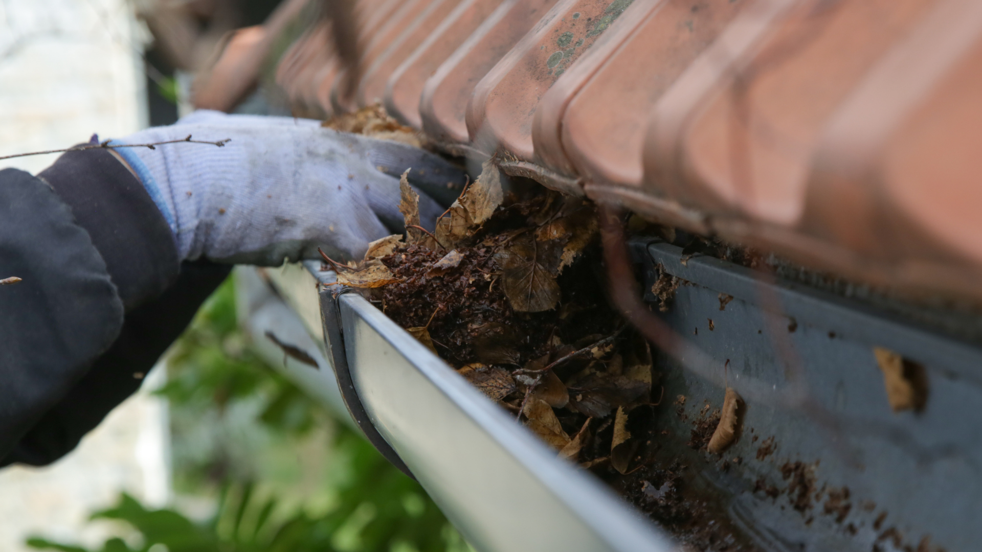 A gloved hand cleaning wet leaves and debris out of a residential metal rain gutter.