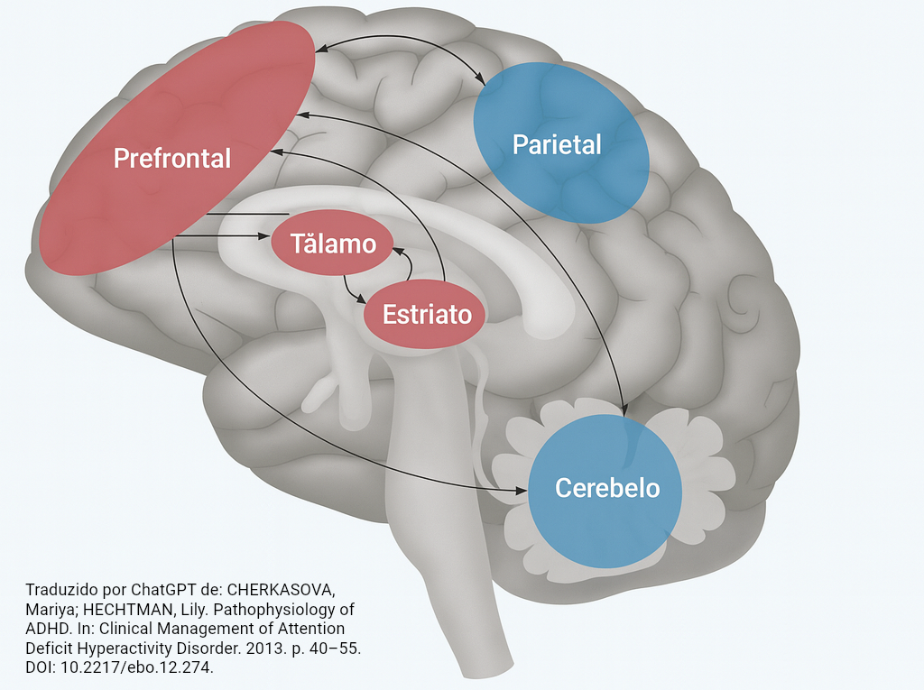 Circuitos envolvidos no TDAH