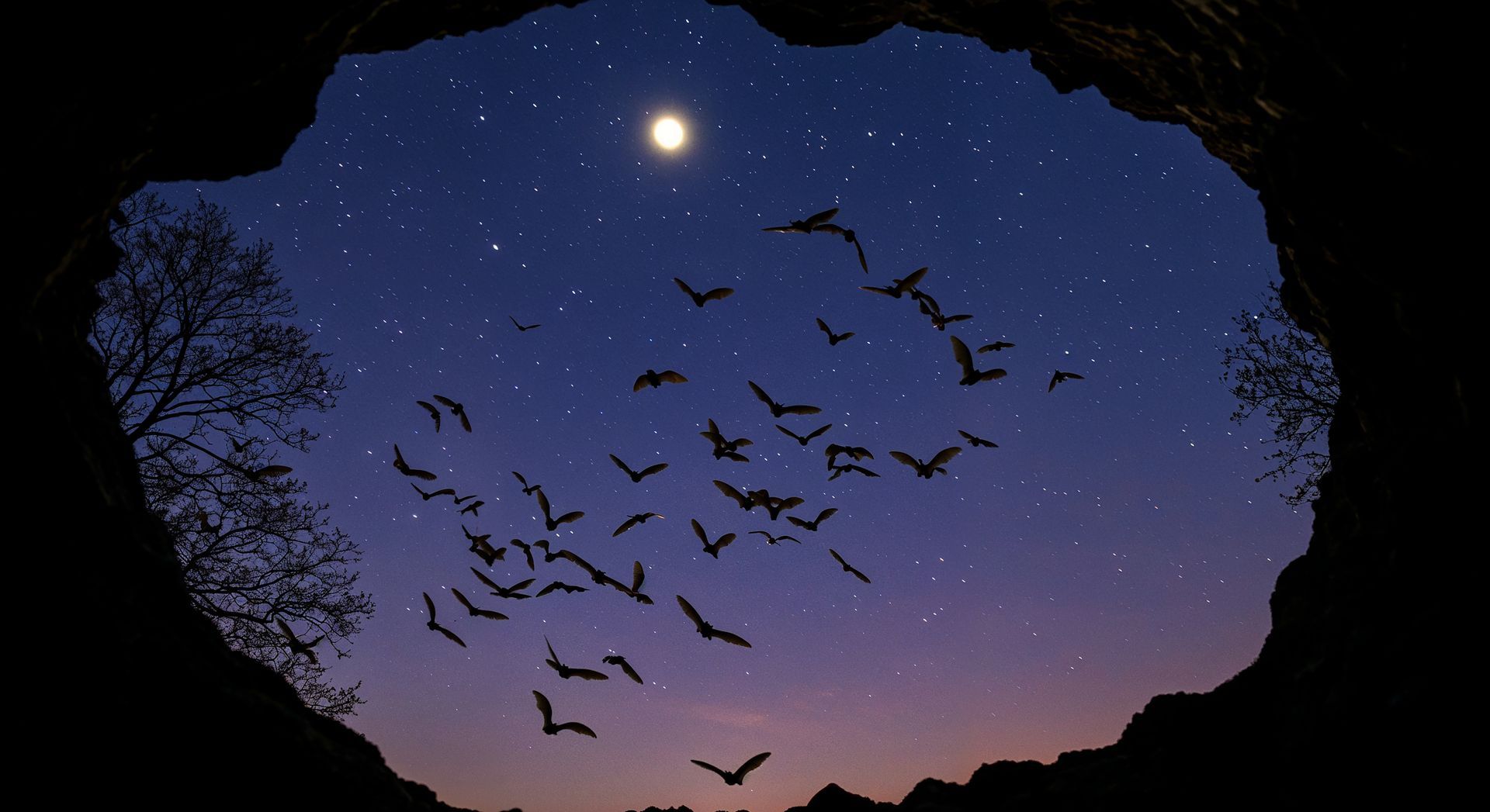 Night sky scene with bats flying from a cave opening, illuminated by a moon and stars.