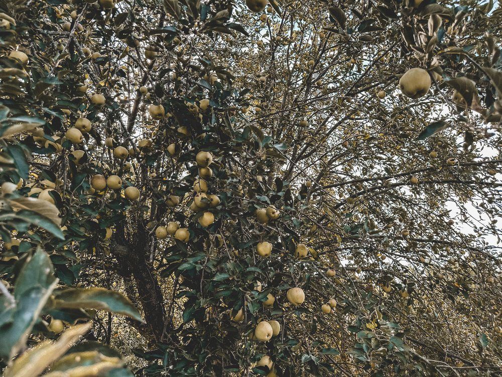 A tree with lots of apples hanging from it.