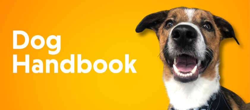 A brown and white dog is smiling in front of a yellow background that says dog handbook.