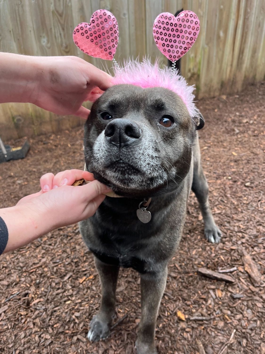 A black dog wearing a a pink headband with hearts and also with a pink toy in his mouth.