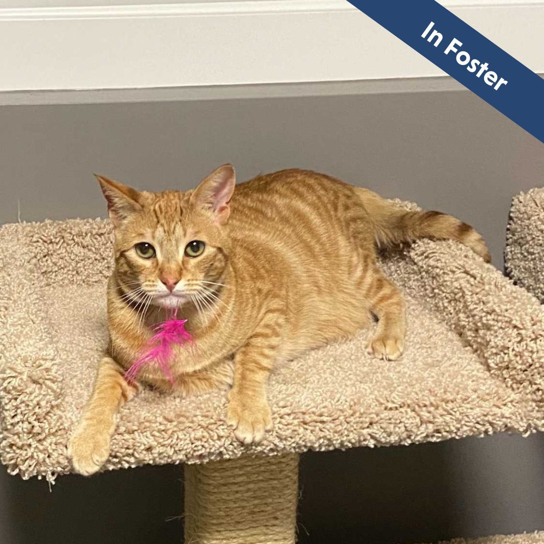 An orange cat with a pink feather in its mouth.