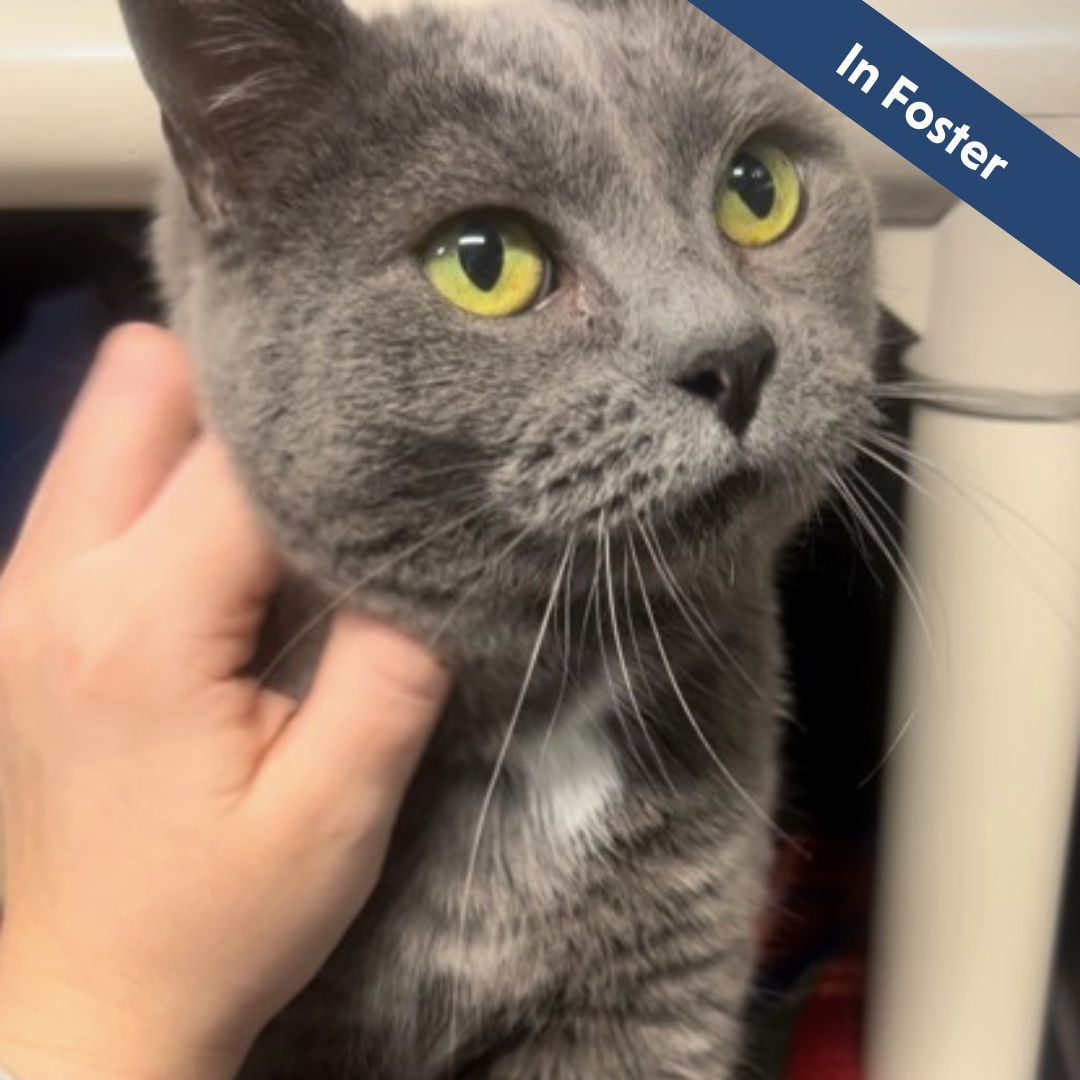 A gray cat is sitting in a carrier looking at the camera