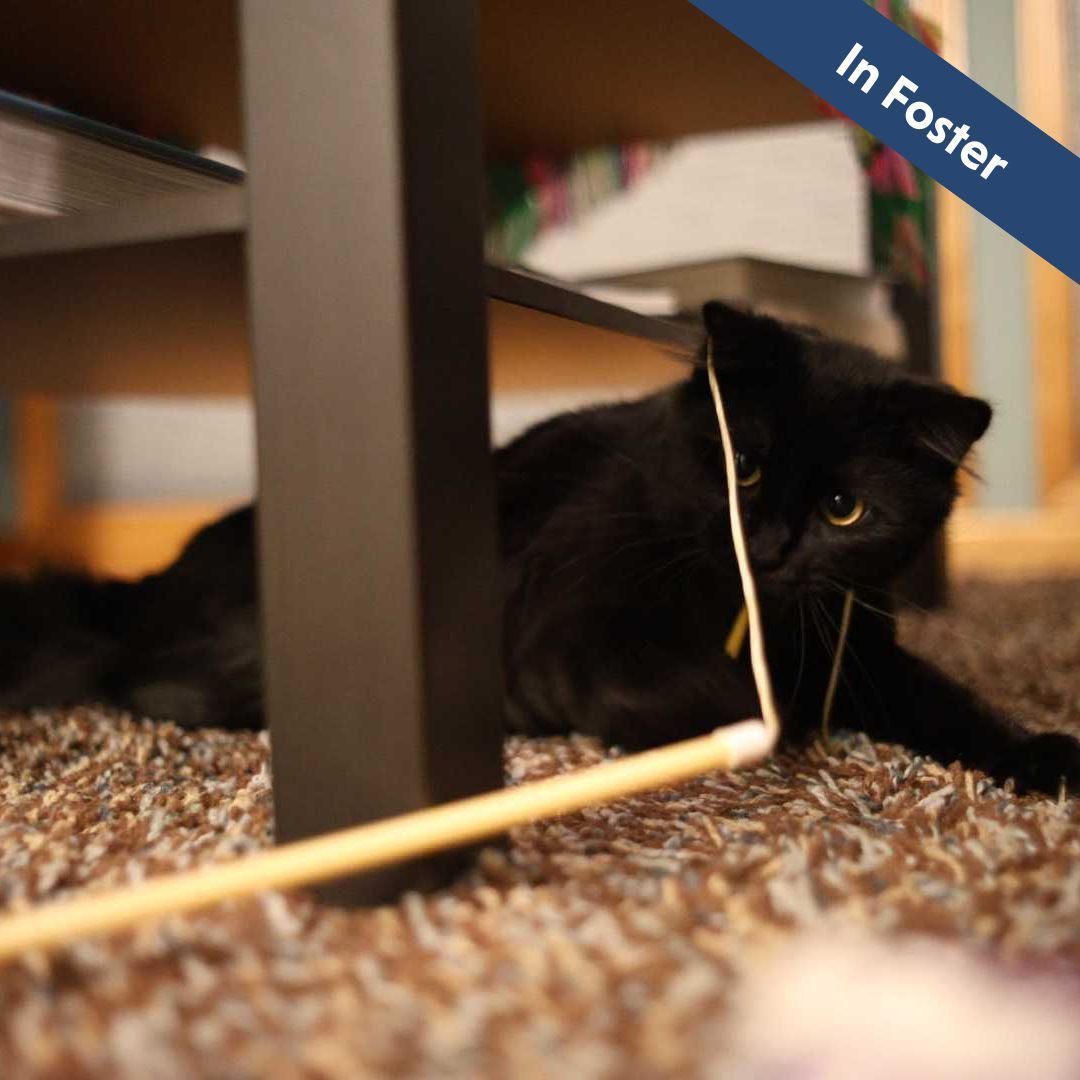 A black cat is laying on carpet playing with a string.