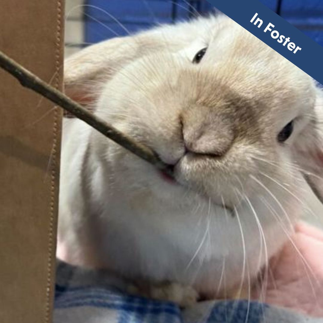 A white rabbit is sitting on top of a metal table.