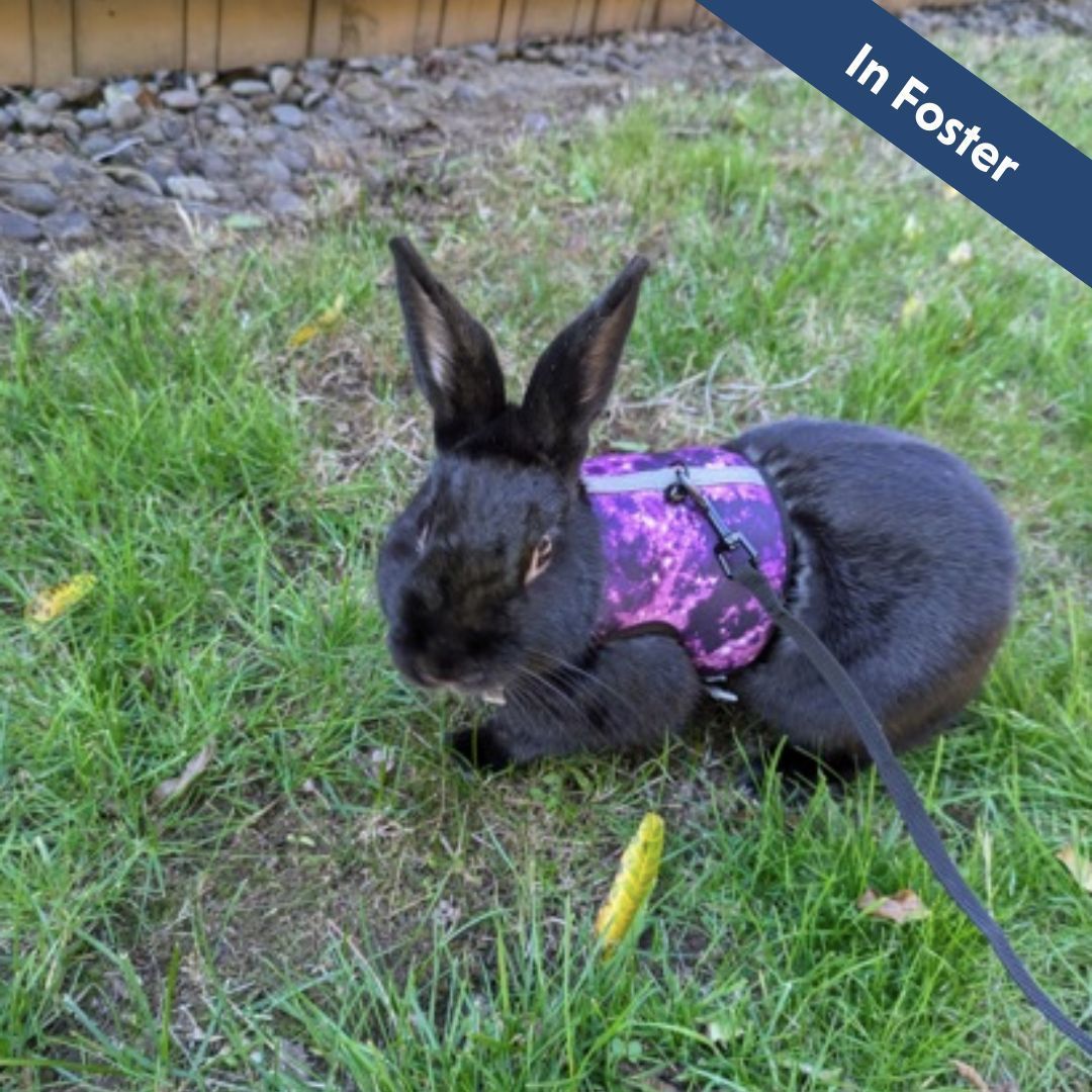 A black rabbit wearing a purple harness and leash is laying in the grass.