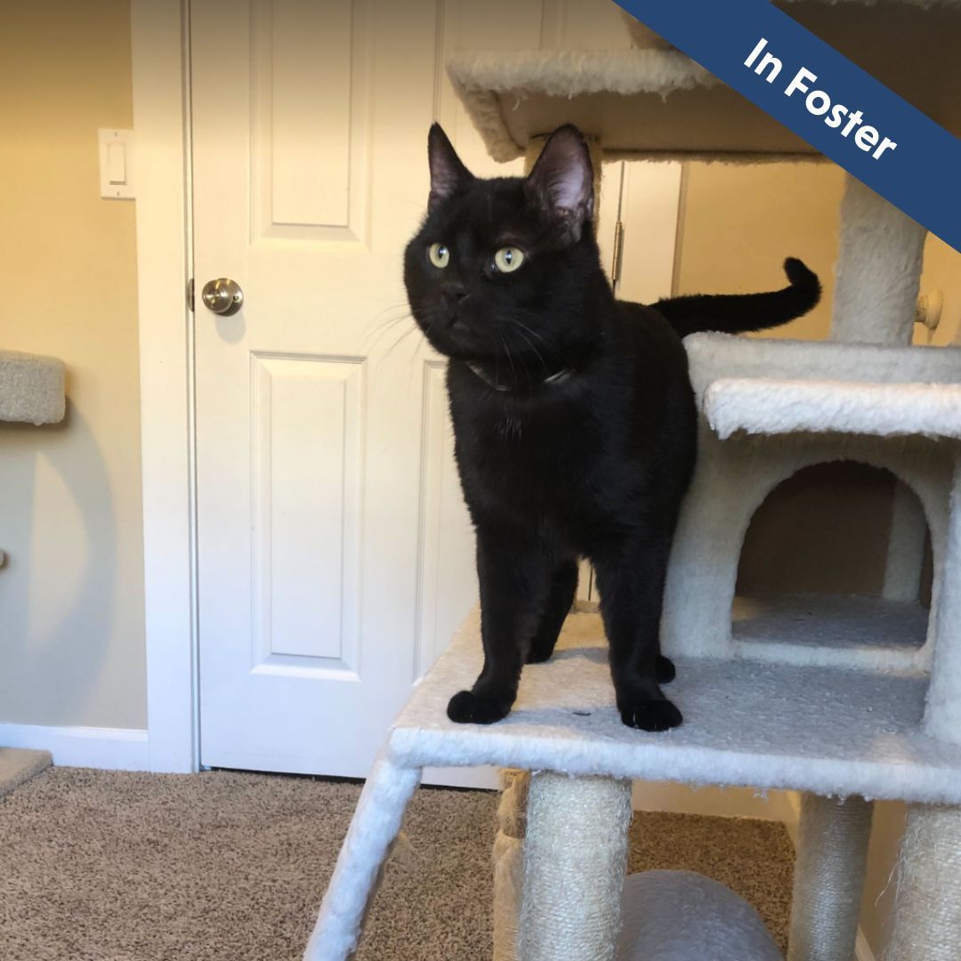 A black cat standing on a cat tower.