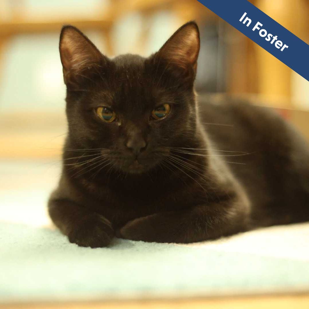 A black cat looking at the camera and laying on the carpet