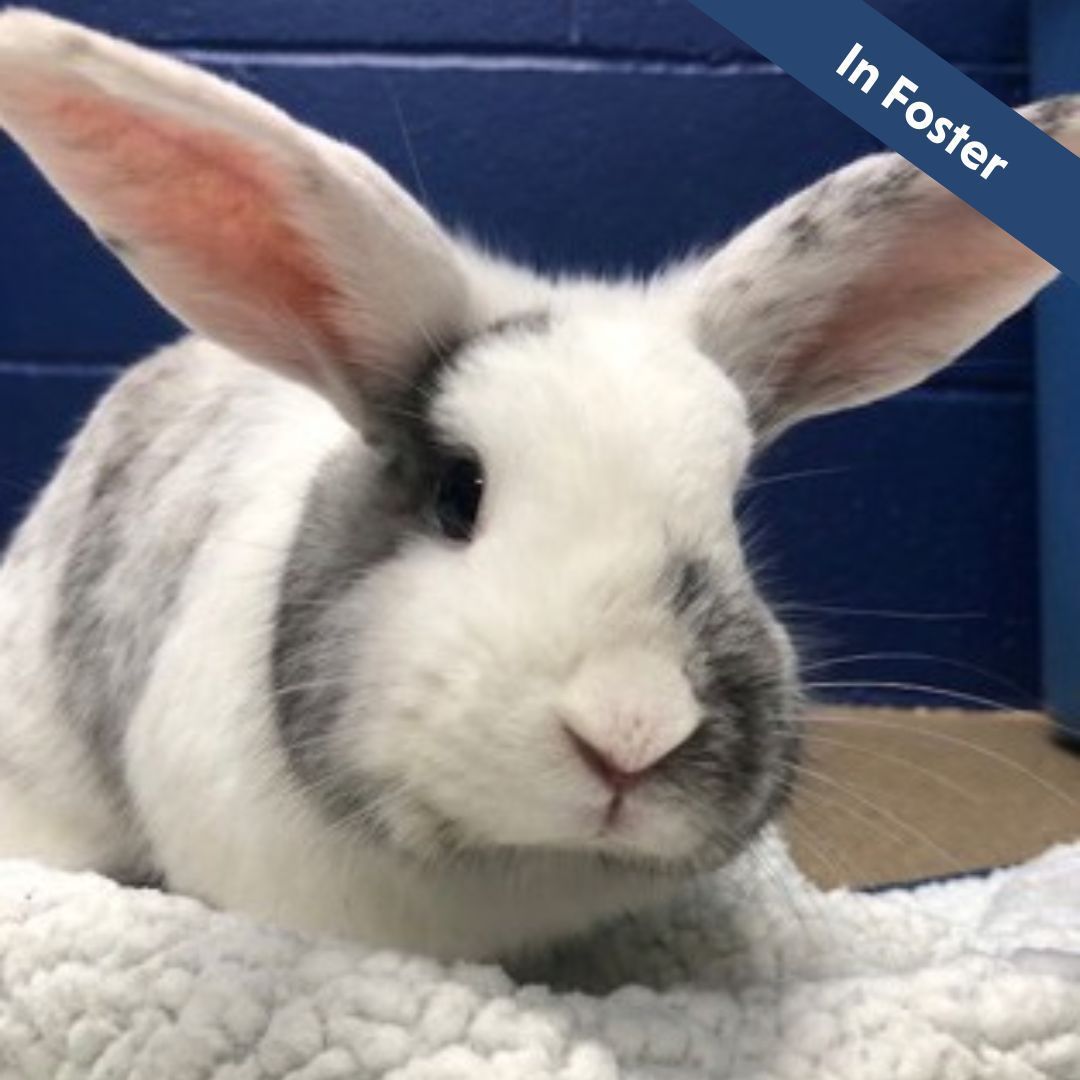 A person is holding a black and white rabbit in their hand.