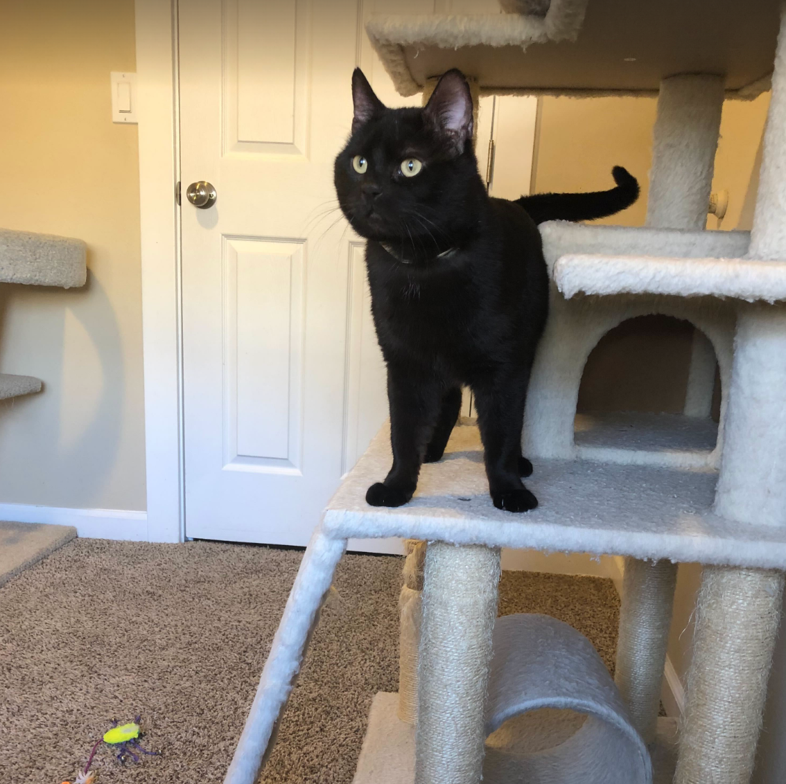 A black cat standing on a cat tower.