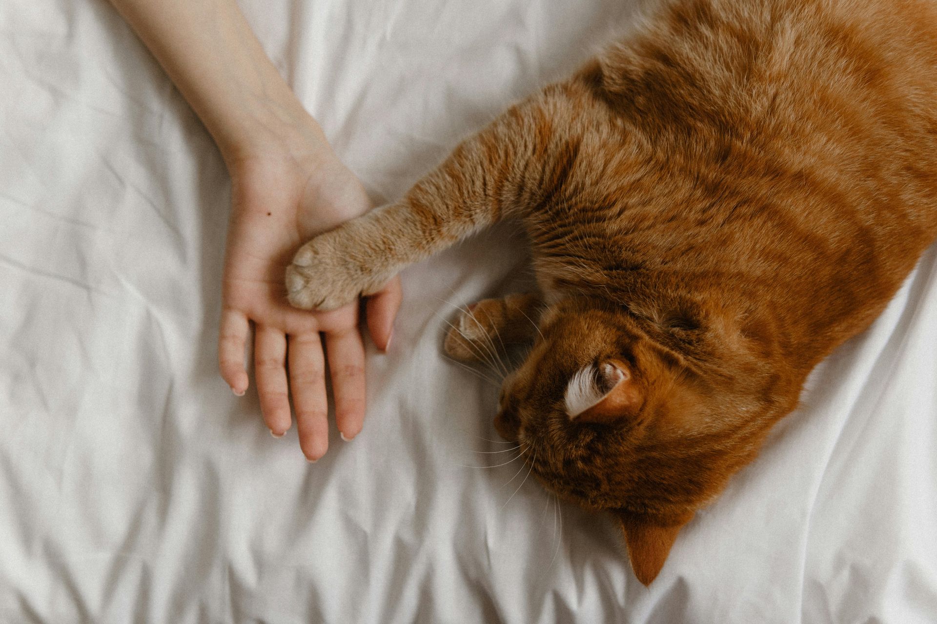 A person is holding a cat 's paw on a bed.