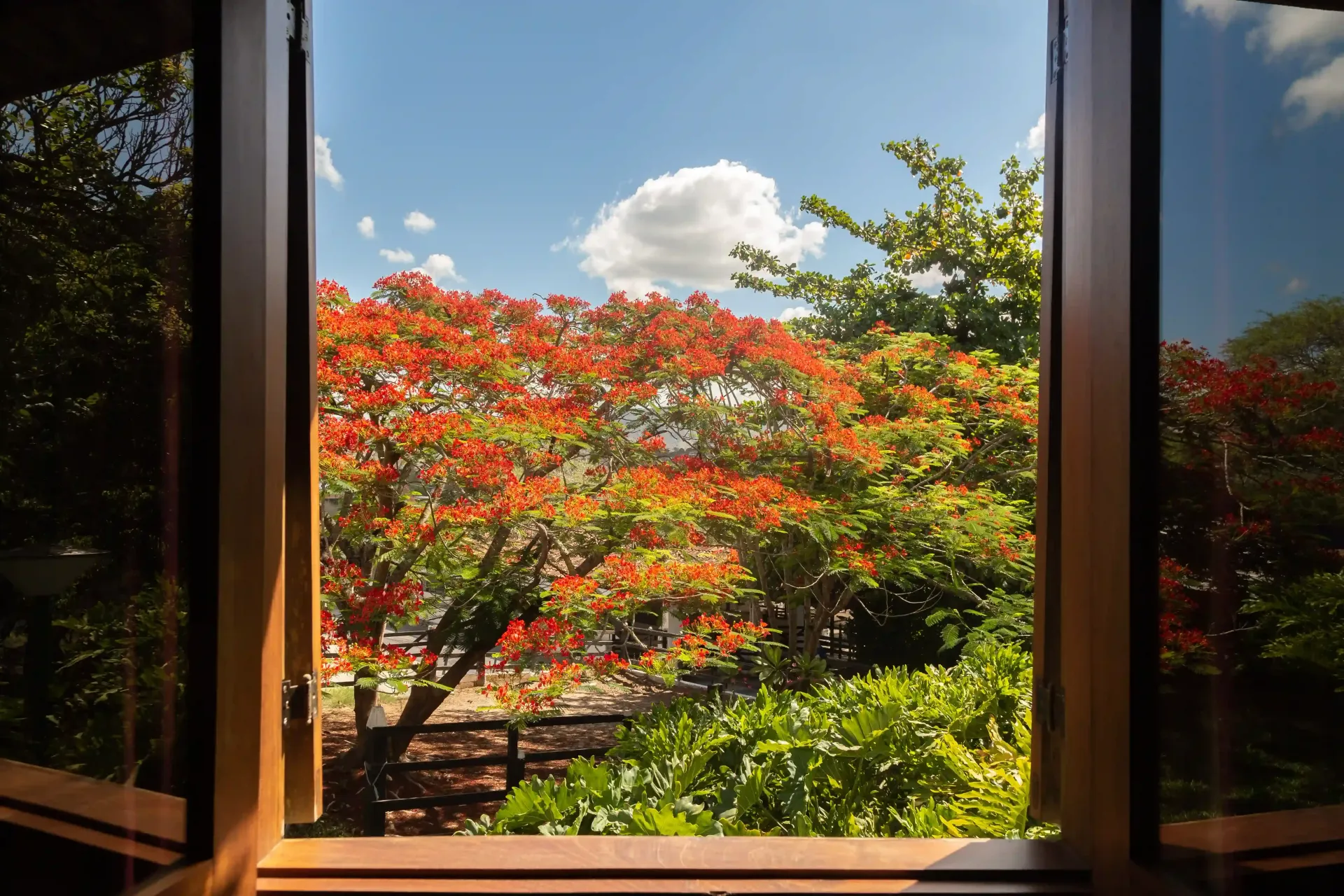 Uma janela com vista para uma árvore com flores vermelhas-Oasis-Boutique-Hotel-e-Spa