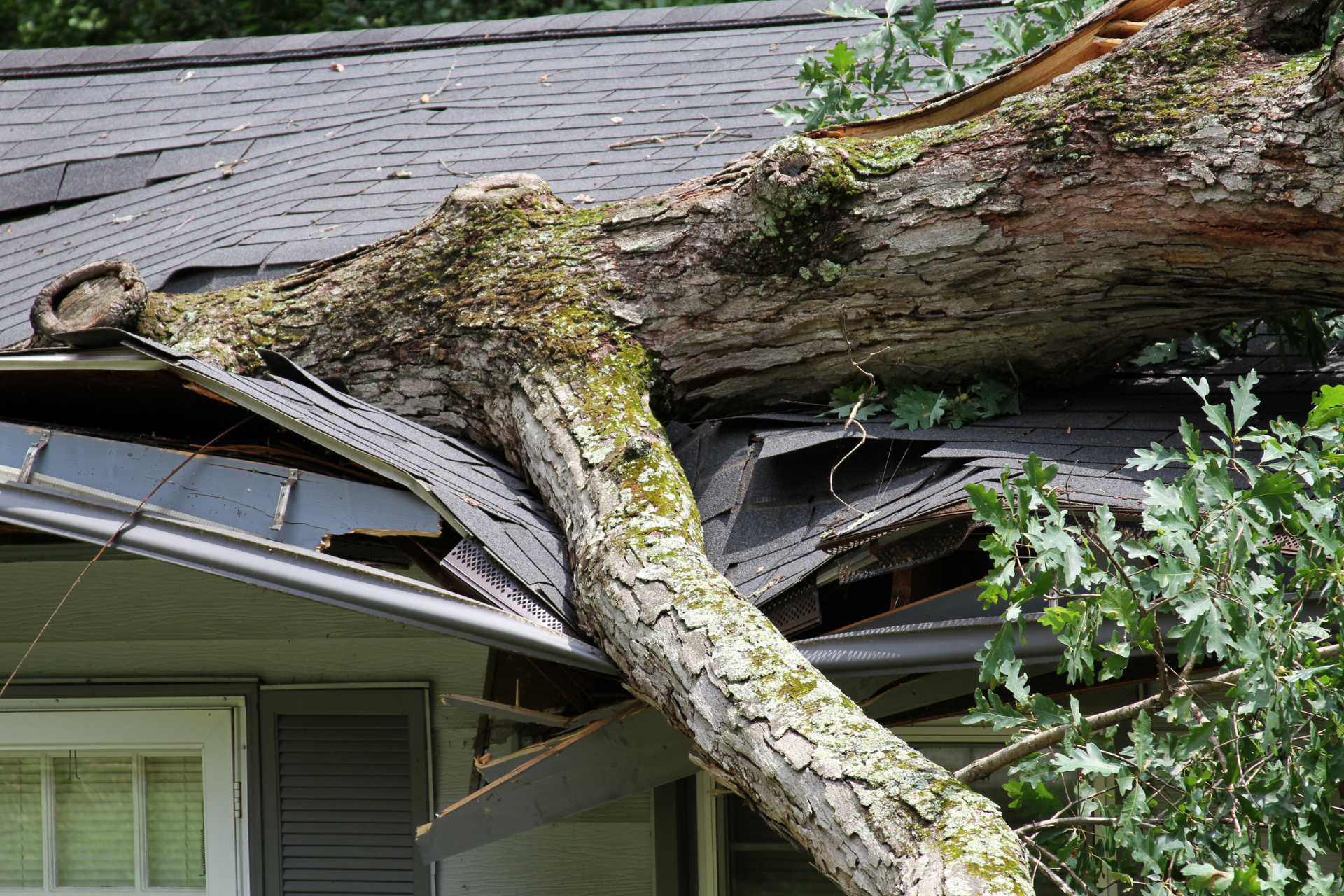 Large tree trunk fallen onto house roof, crushing the gutter and eaves