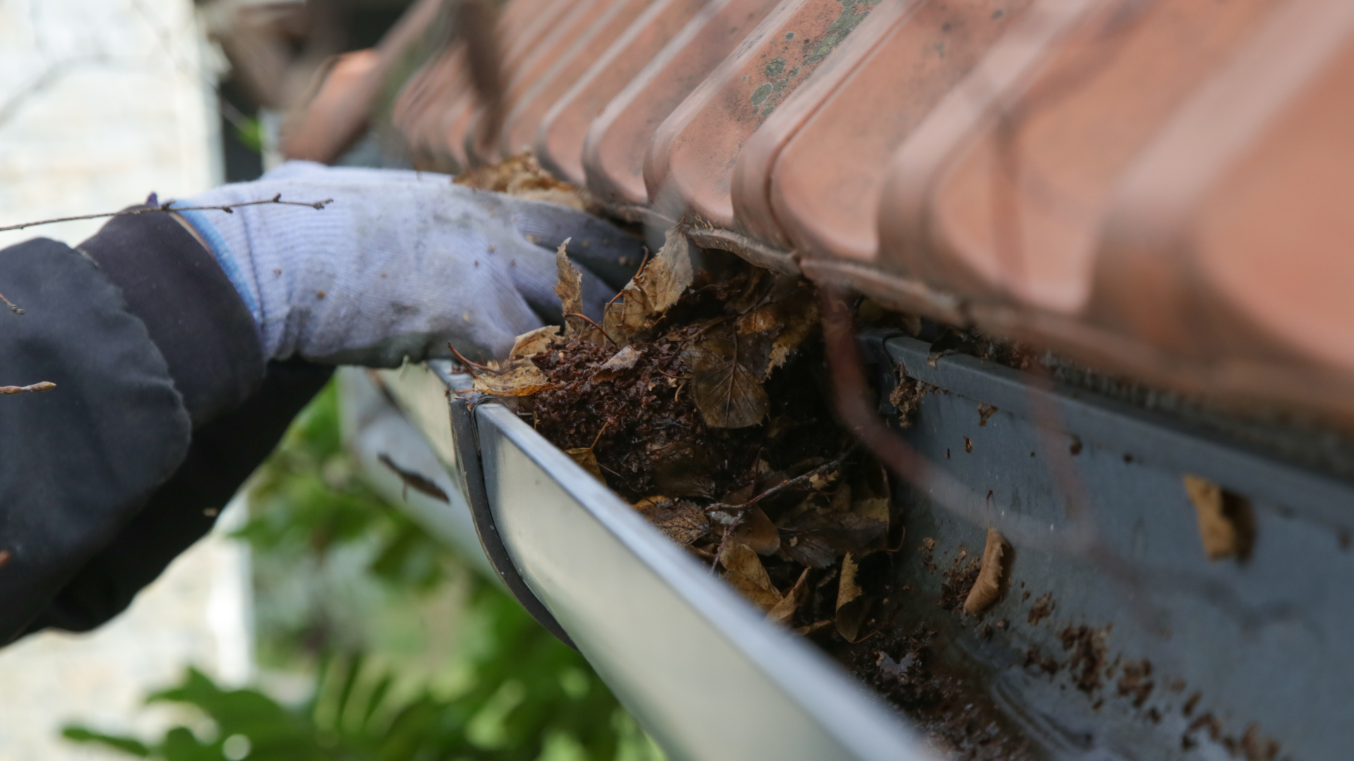 A gloved hand reaches into a residential roof gutter to remove a buildup of wet, decomposing leaves and debris.