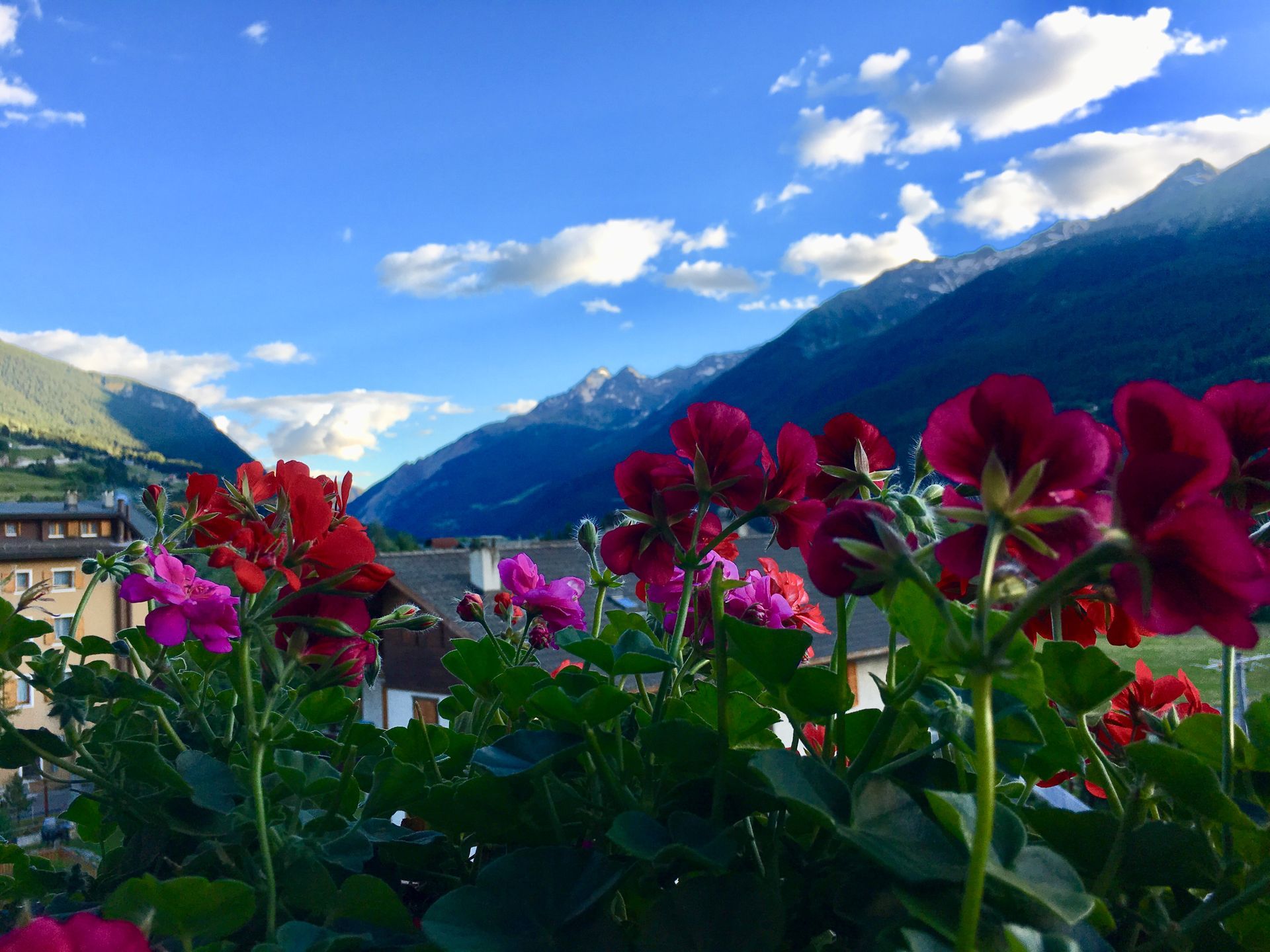 Un mazzo di fiori con le montagne sullo sfondo