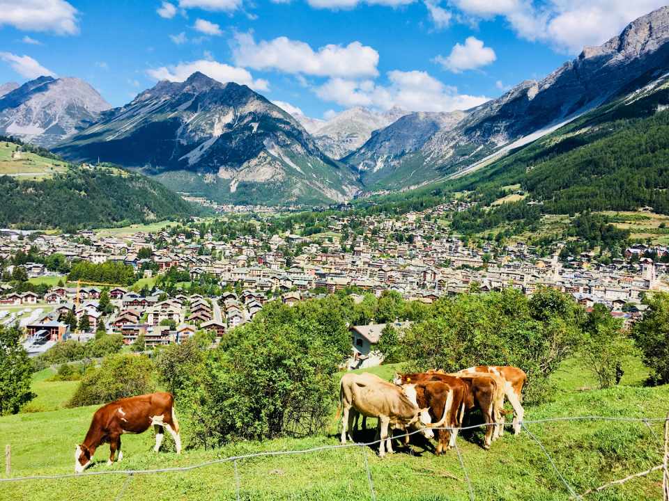 Una mandria di mucche al pascolo in un campo con le montagne sullo sfondo.