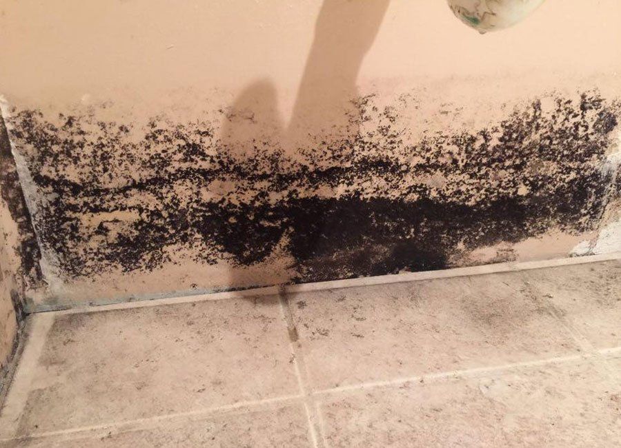 Black Molds on the Wall — Naples, FL — Home Watch Academy