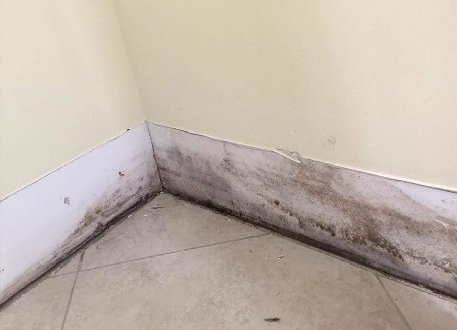 Molds on the Bottom Corner of the Wall — Naples, FL — Home Watch Academy