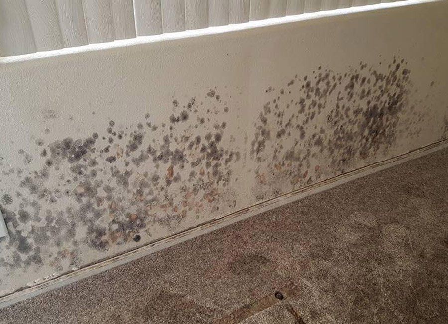 Molds on Baseboard — Naples, FL — Home Watch Academy