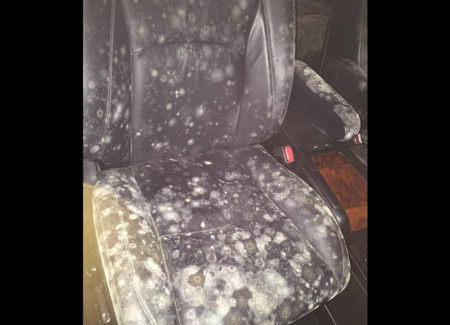 Mold on Car Seat — Naples, FL — Home Watch Academy