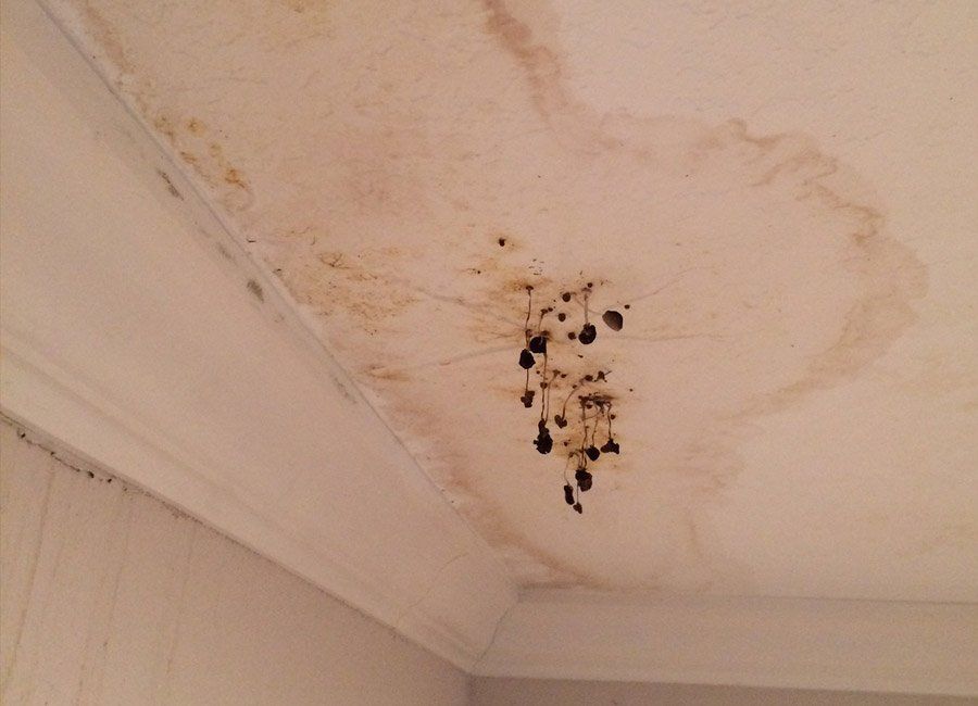 Molds on the Ceiling — Naples, FL — Home Watch Academy