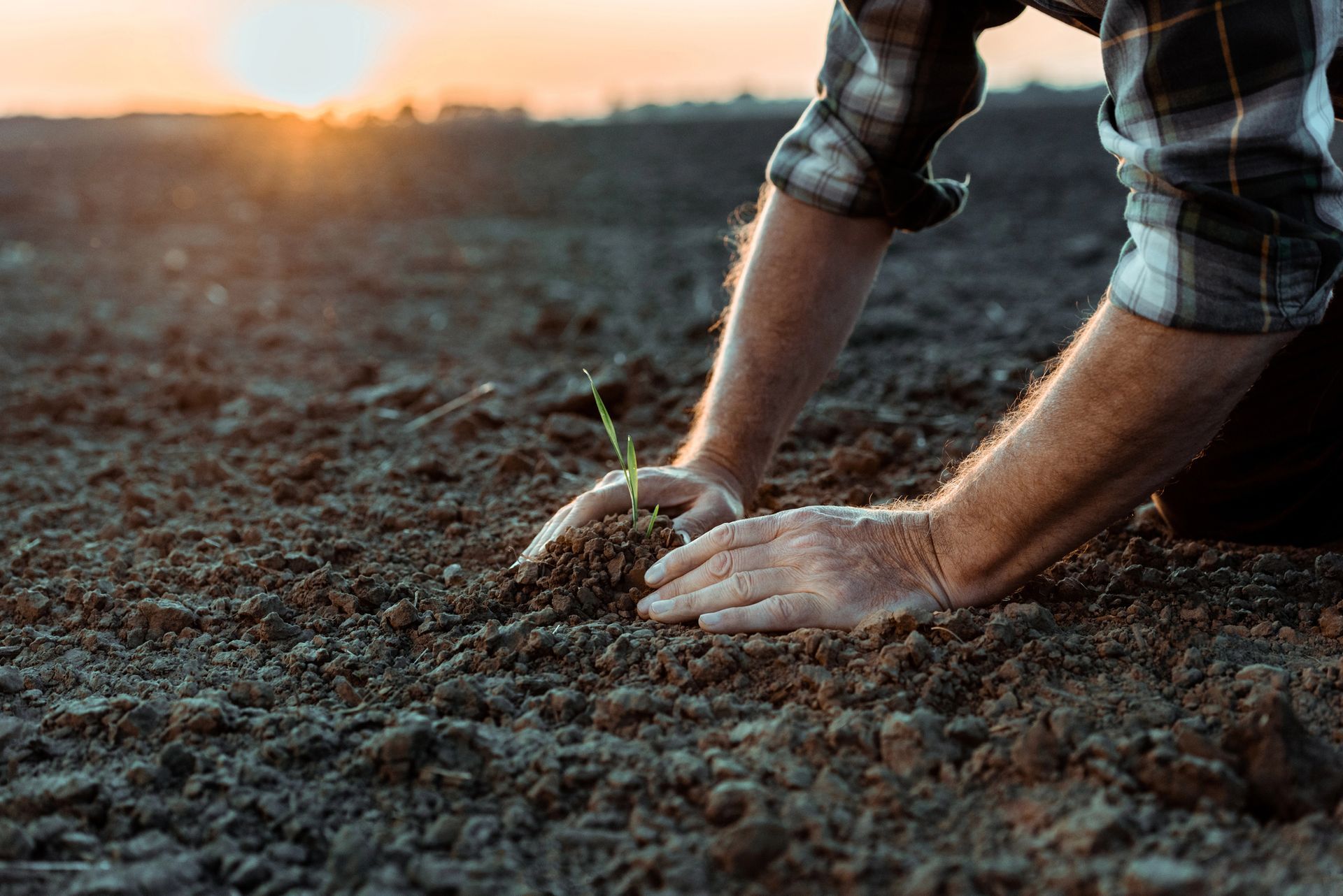 Person planting a seedling in a field at sunset. Hands in soil, plaid shirt.