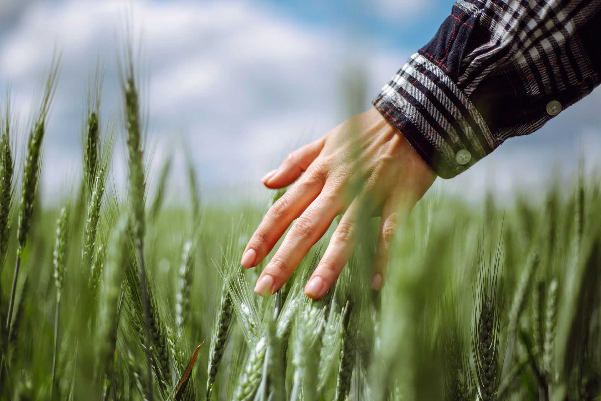 Hand with plaid sleeve touching green wheat in a field under a cloudy sky.