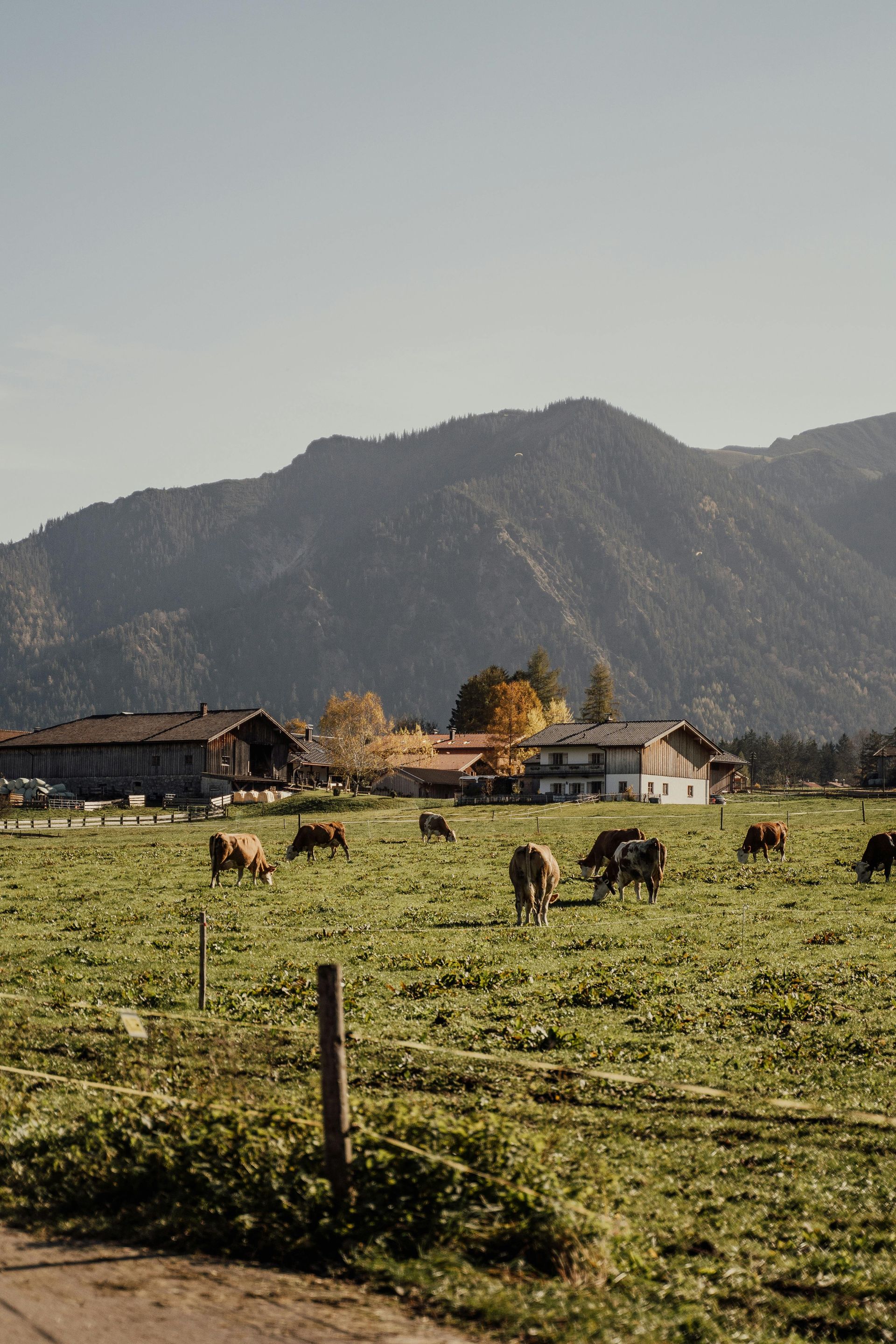 Cows grazing in a green pasture with a farm and mountains in the background under a clear sky.