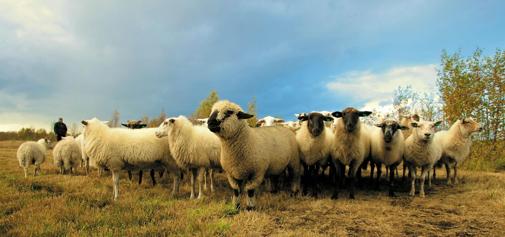 A flock of sheep grazing in a field under a cloudy sky.