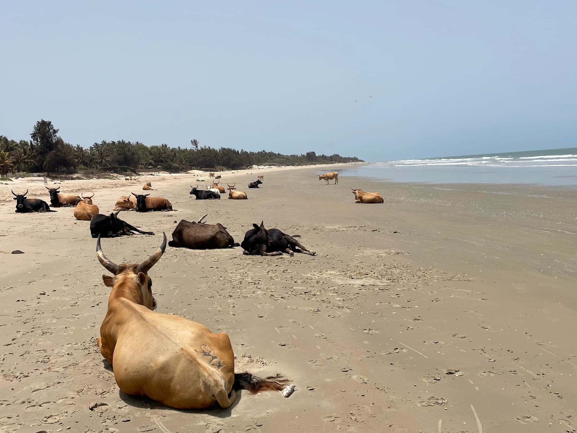 Cows resting on a sandy beach near the ocean under a bright, sunny sky.