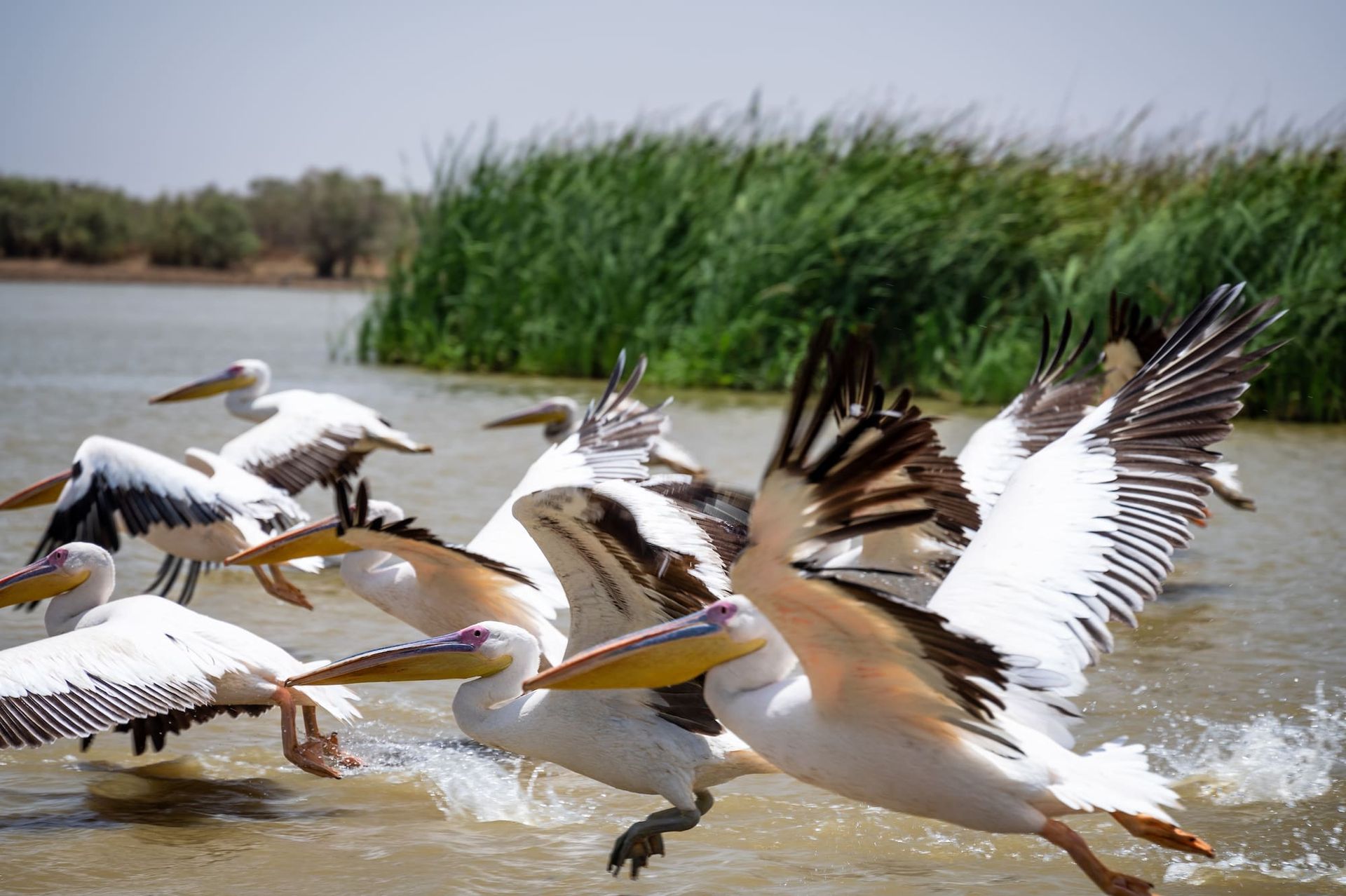 Pelicans taking flight from water, with wings spread wide, near reeds and trees.